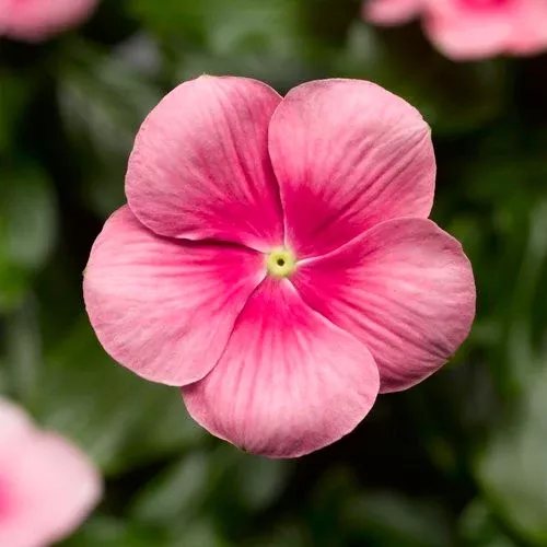 Vinca Catharanathus 'Cora Cascade Shell Pink'