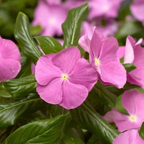Vinca Catharanthus 'Cora Cascade Lavender w/ Eye'