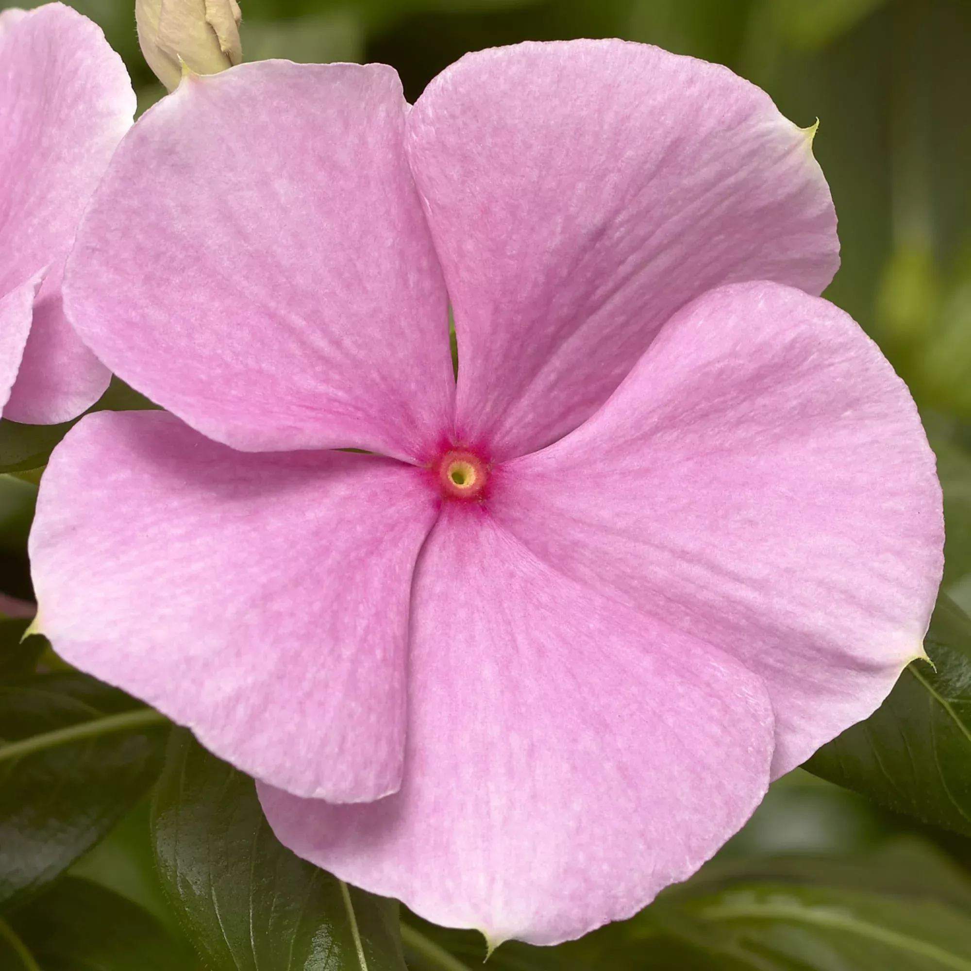 Vinca Cora XDR 4" Pot