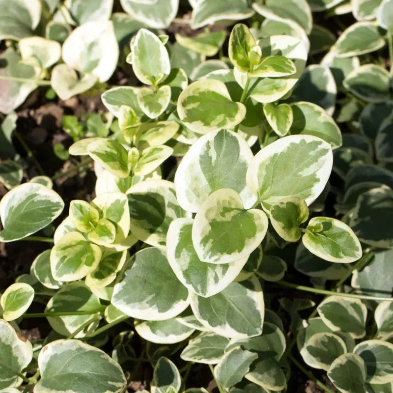 Vinca Major High Color Plant Plug (Vinca major 'High Color') – Lush Green-Gold Leaves – Low-Maintenance Groundcover for Borders, Containers & Erosion Control