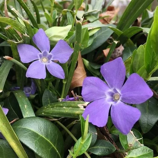 Vinca minor 'Bowles'- Bowles Periwinkle