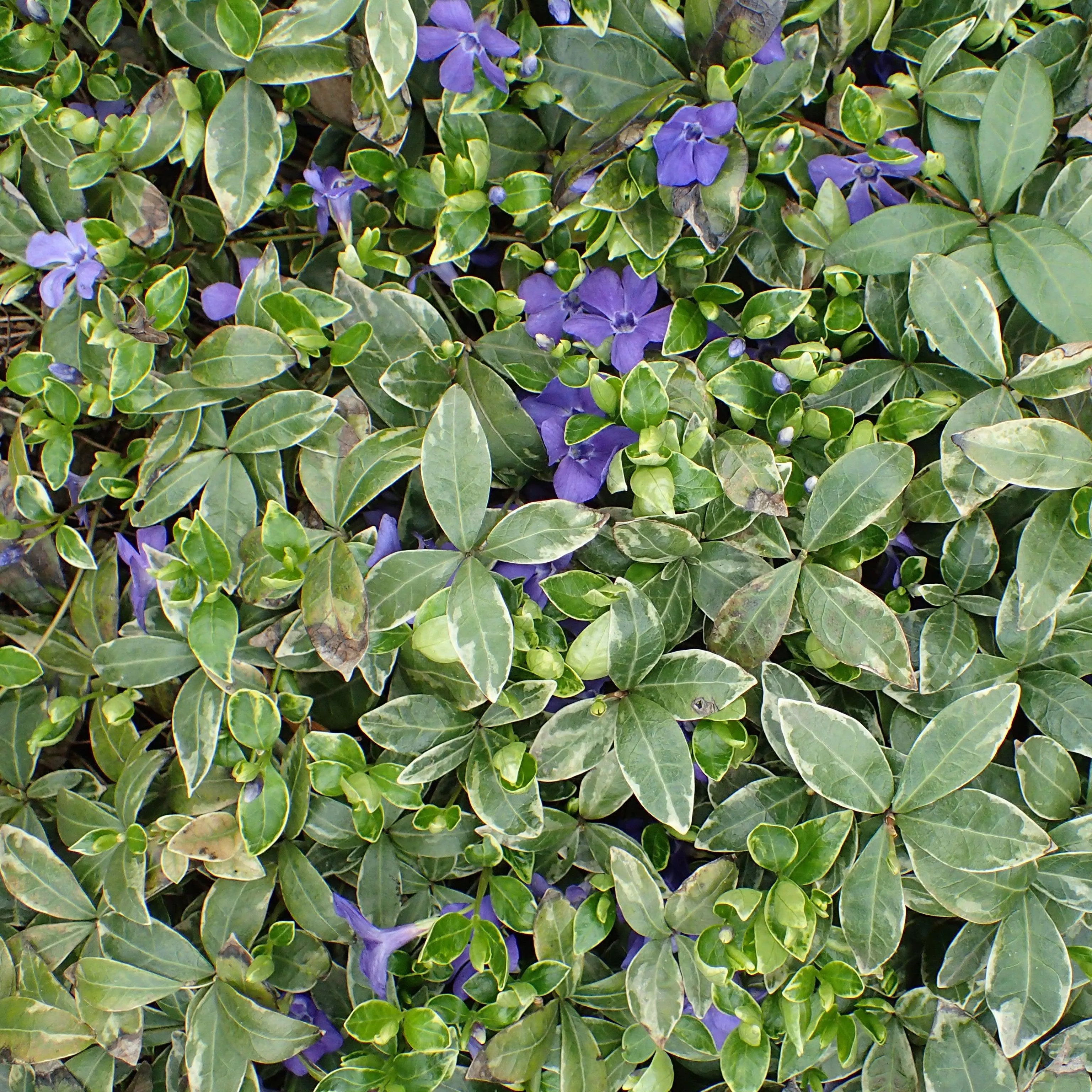 Vinca minor 'Ralph Shugert'- Ralph Shugert Periwinkle