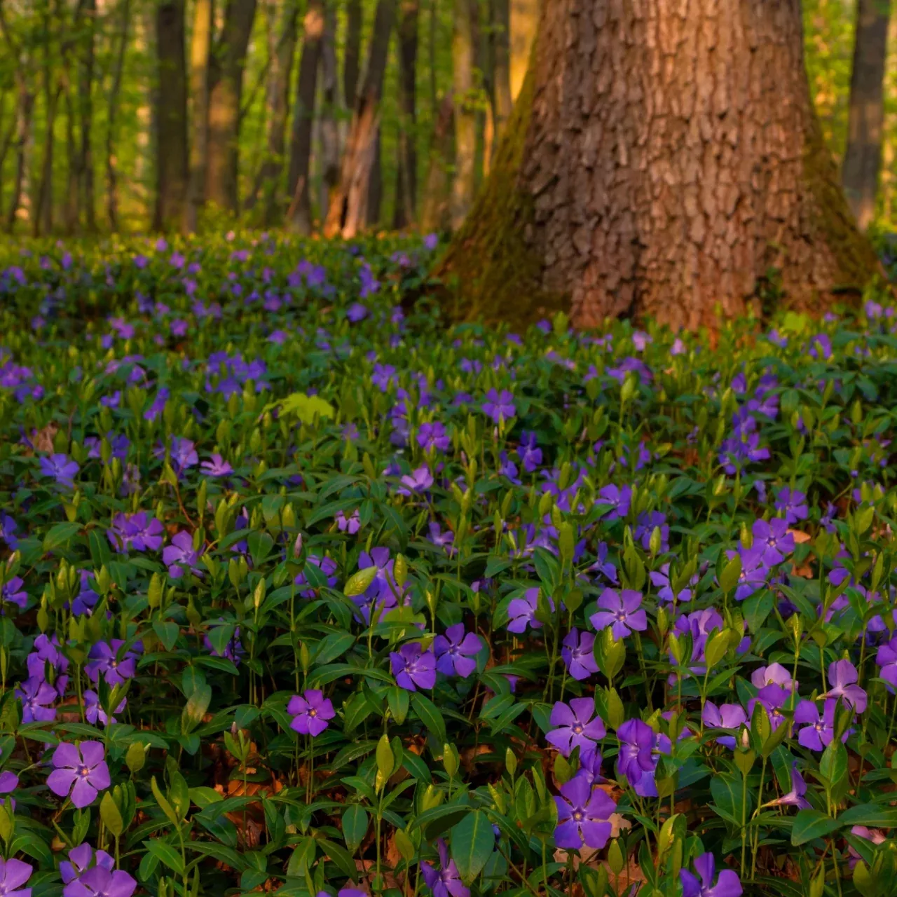 Vinca Minor Vine
