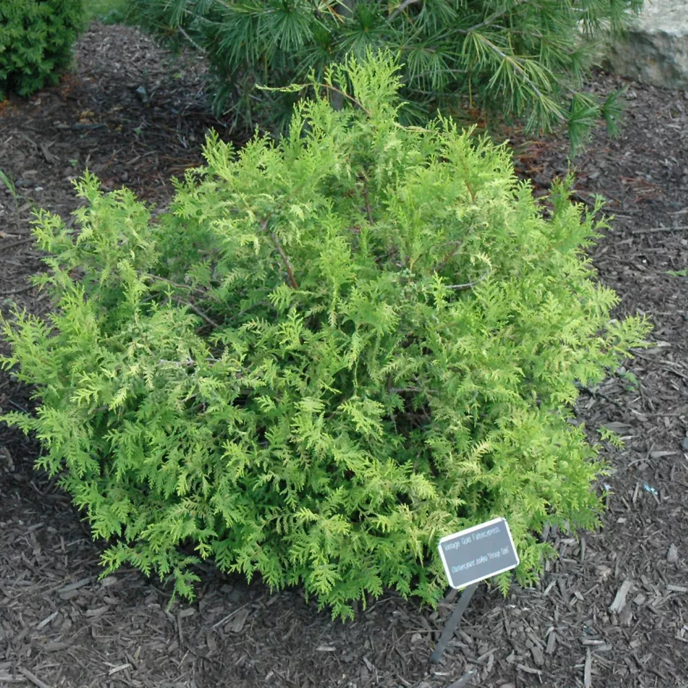 Vintage Gold Dwarf Moss Falsecypress