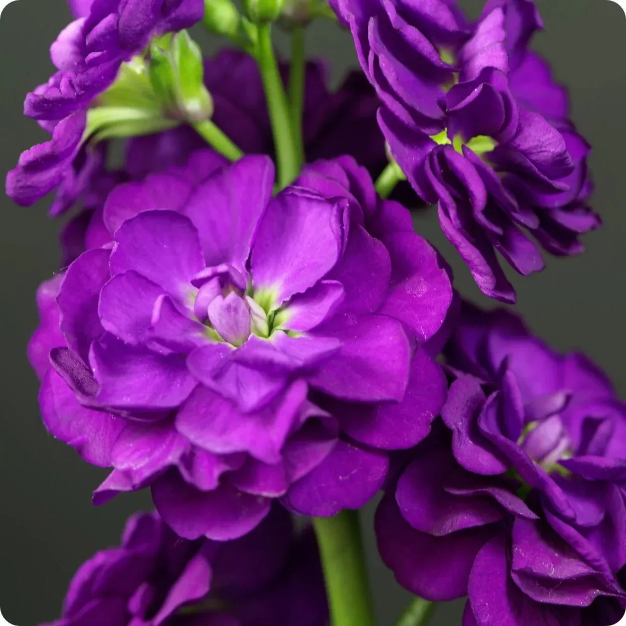Vintage Violet Stock Seeds, Highly fragrant Column Stock, Matthiola Incana MA0350