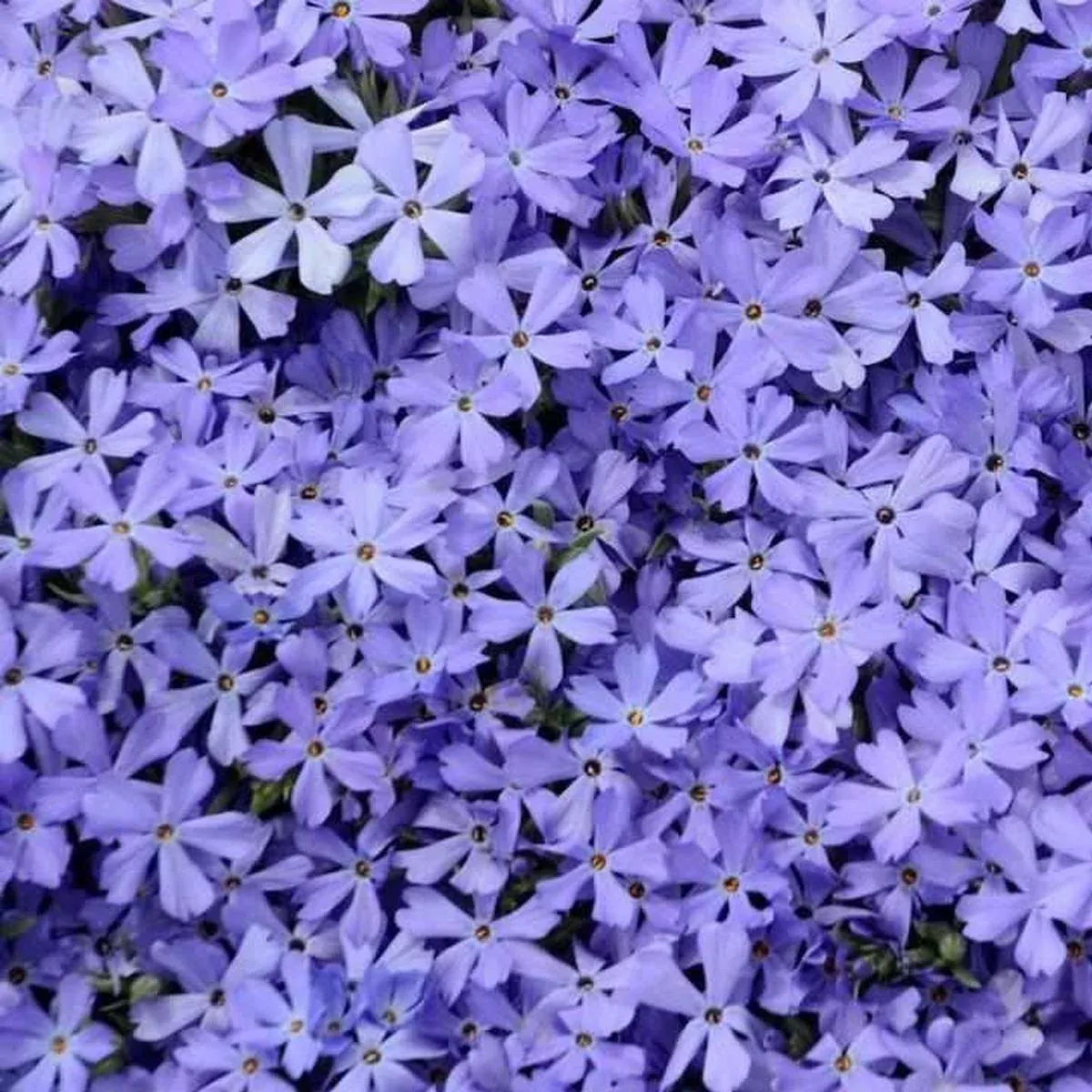 Violet Pinwheels Creeping Phlox