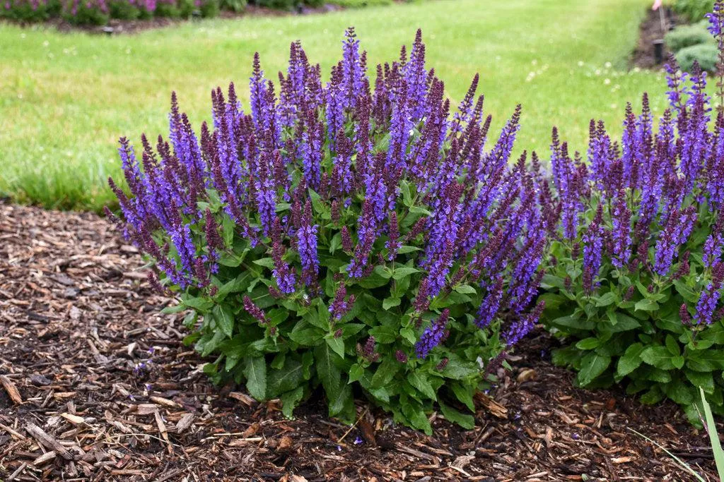 Violet Profusion Meadow Sage