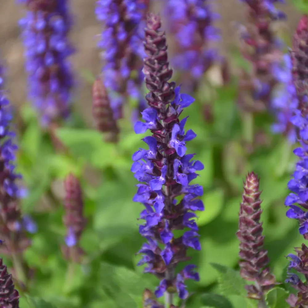 Violet Riot Sage