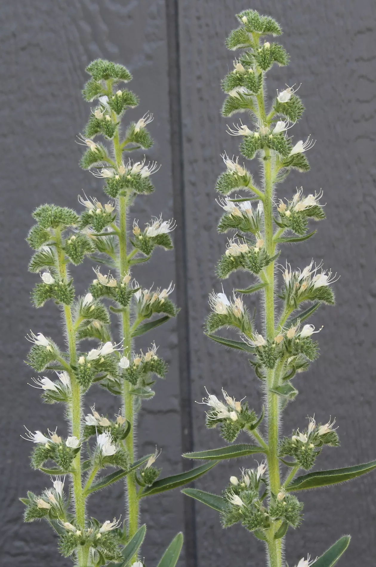 Vipers Bugloss, Italian ‘Pure White’