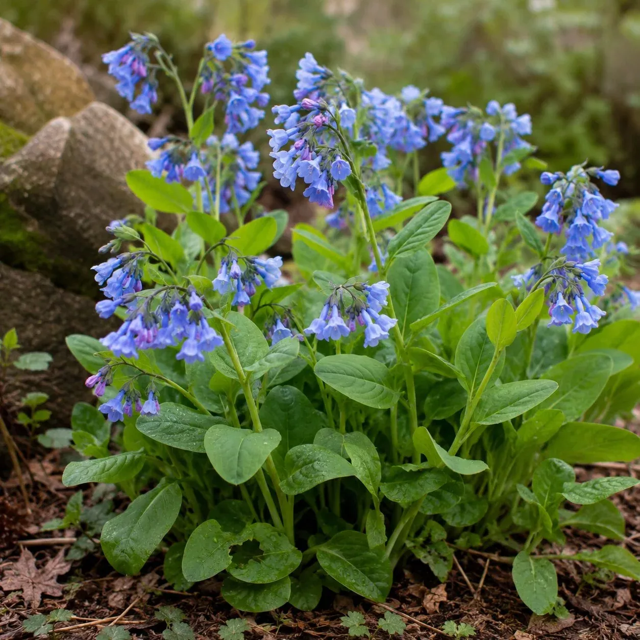 Virginia Bluebell