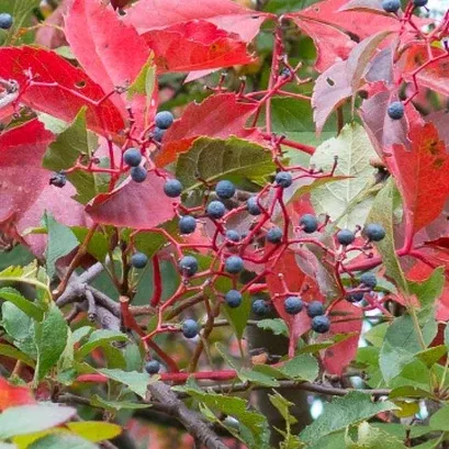 Virginia Creeper