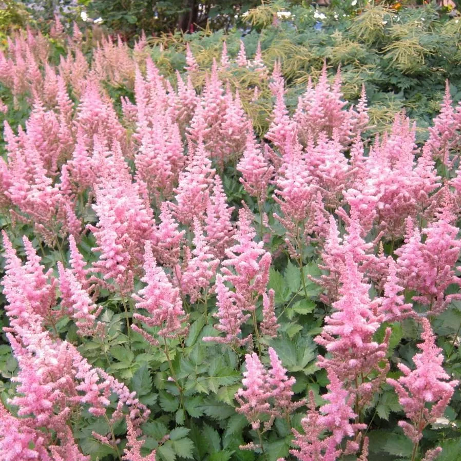 Vision in Pink Chinese Astilbe