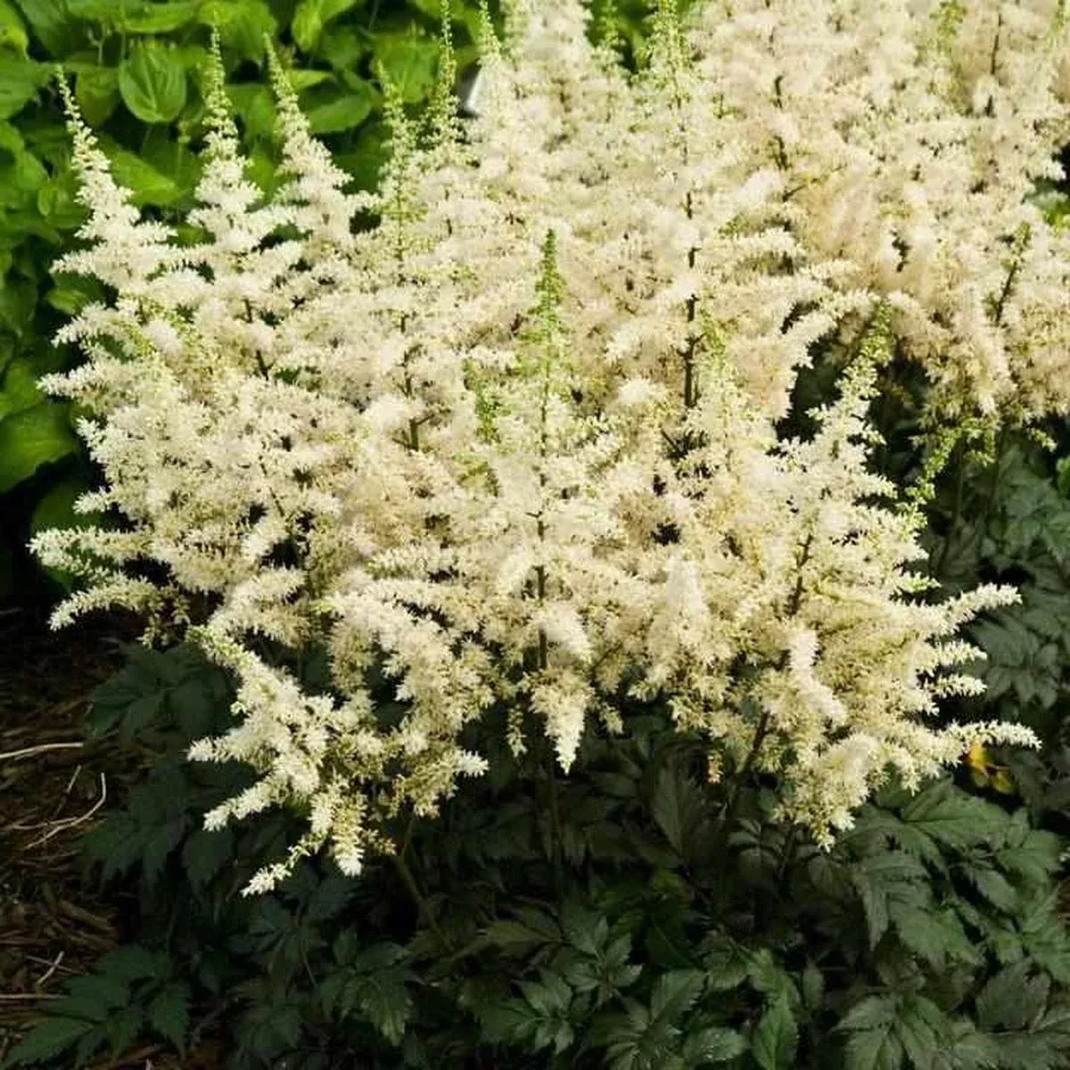 Visions in White Chinese Astilbe