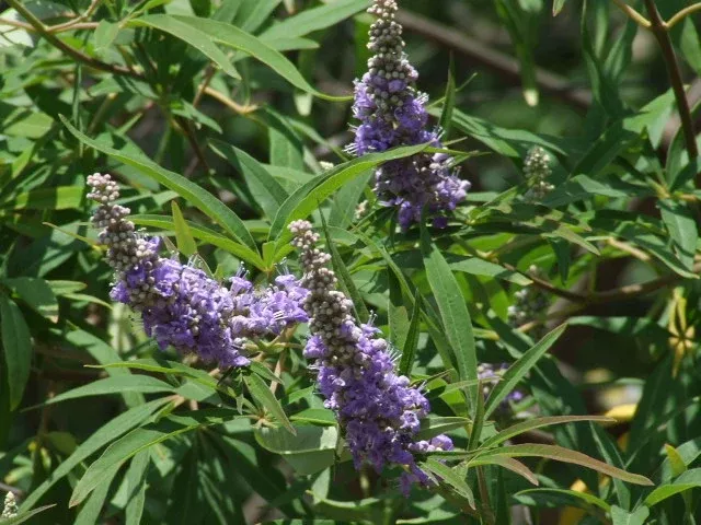 Vitex agnus-castus Seeds - Chaste Tree