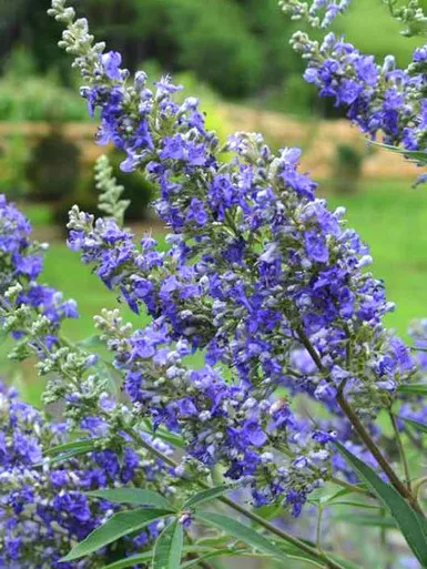 Vitex Delta Blues™