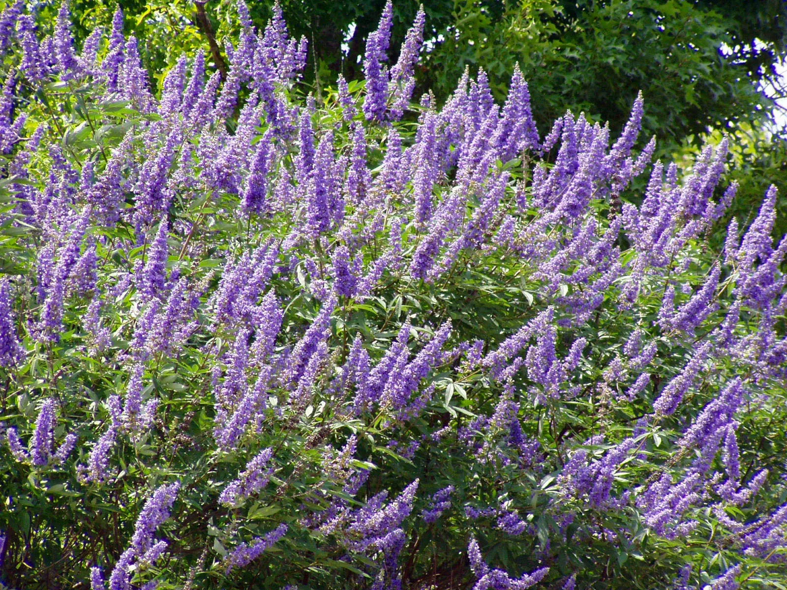 Vitex Purple Montrose