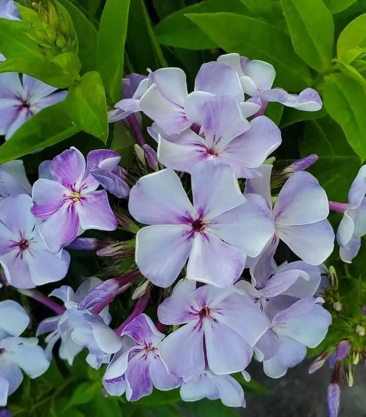 Volcano Lilac Splash Garden Phlox