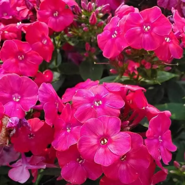Volcano Lipstick Garden Phlox