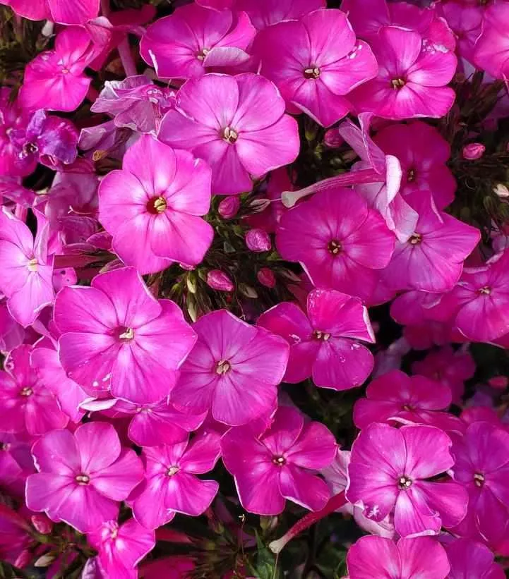 Volcano Pink Garden Phlox