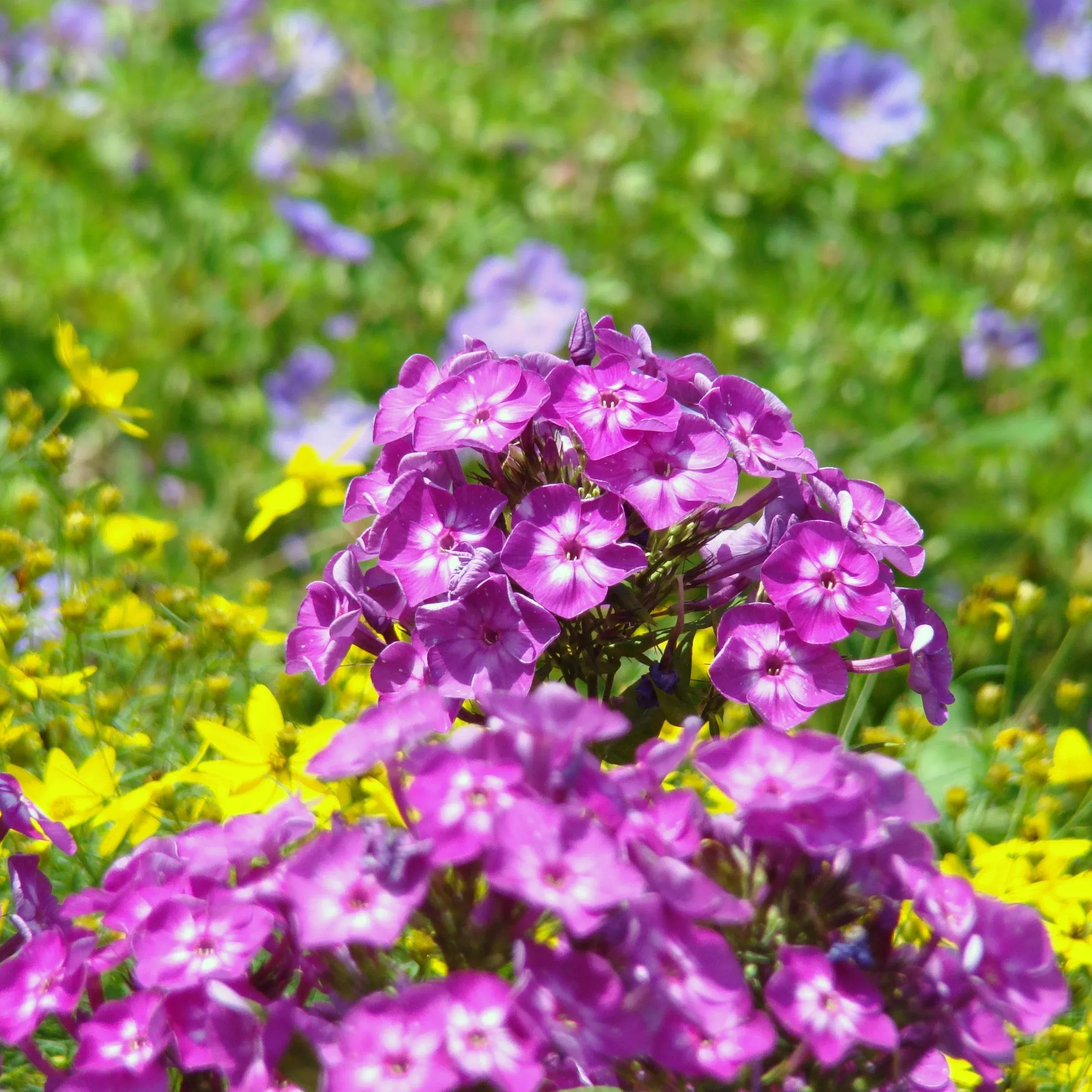 Volcano Purple with White Eye Phlox