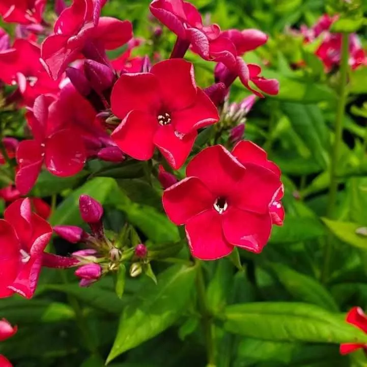 Volcano Red Garden Phlox