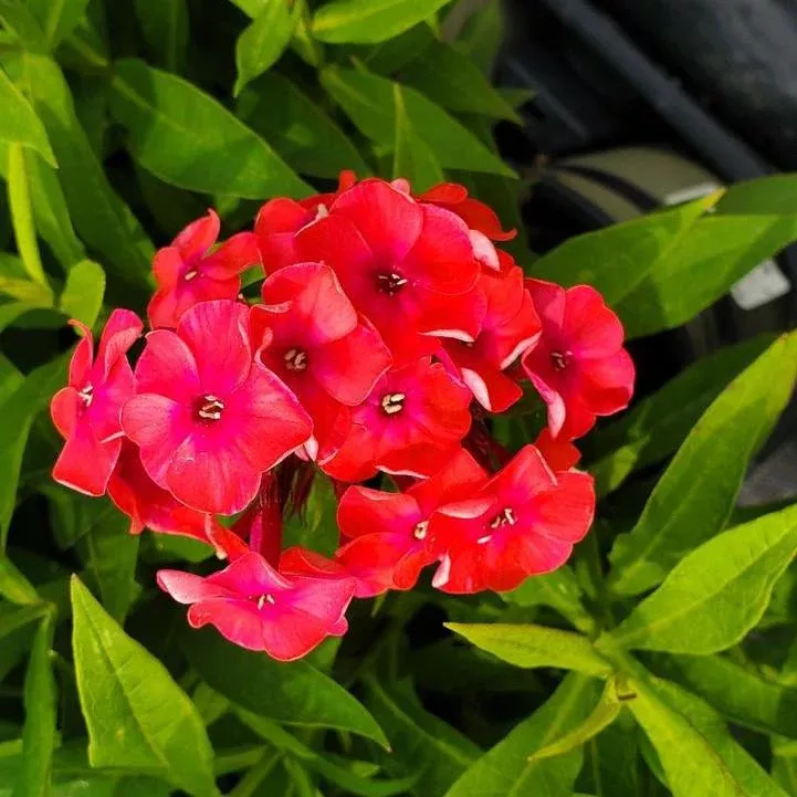 Volcano Ruby Phlox