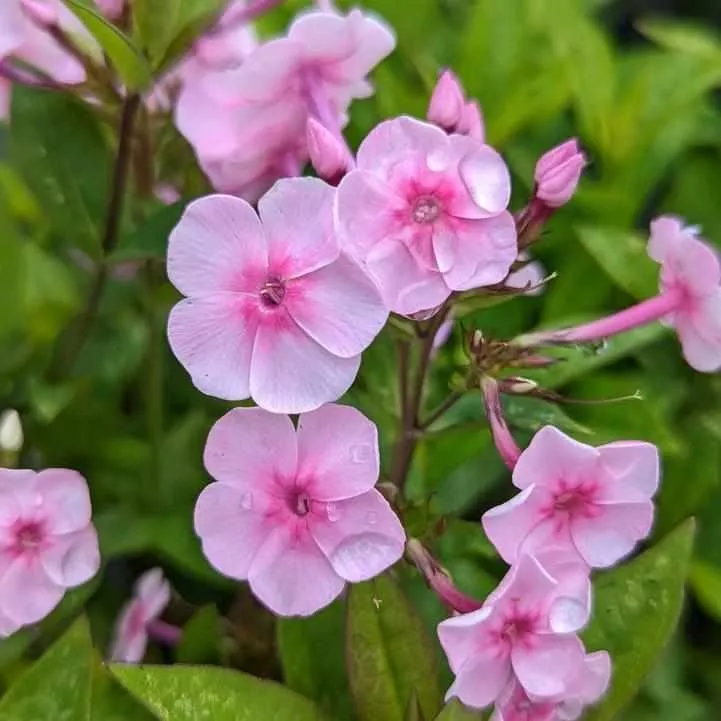 Volcano Soft Pink with Dark Eye Garden Phlox