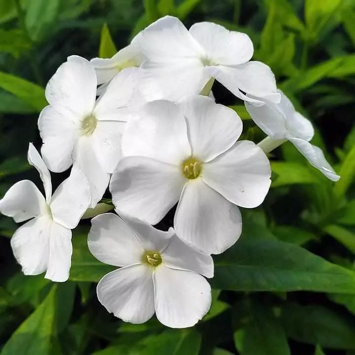 Volcano White Garden Phlox