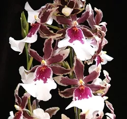 W373 MTDM. GOLIATH'S SPIRE 'MAUNA LOA'TROPICAL Z 9+