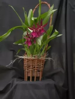 WaiawiEco-Basket