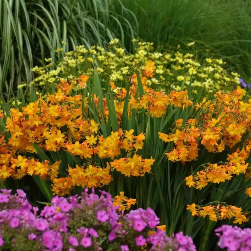Walberton Yellow Montbretia
