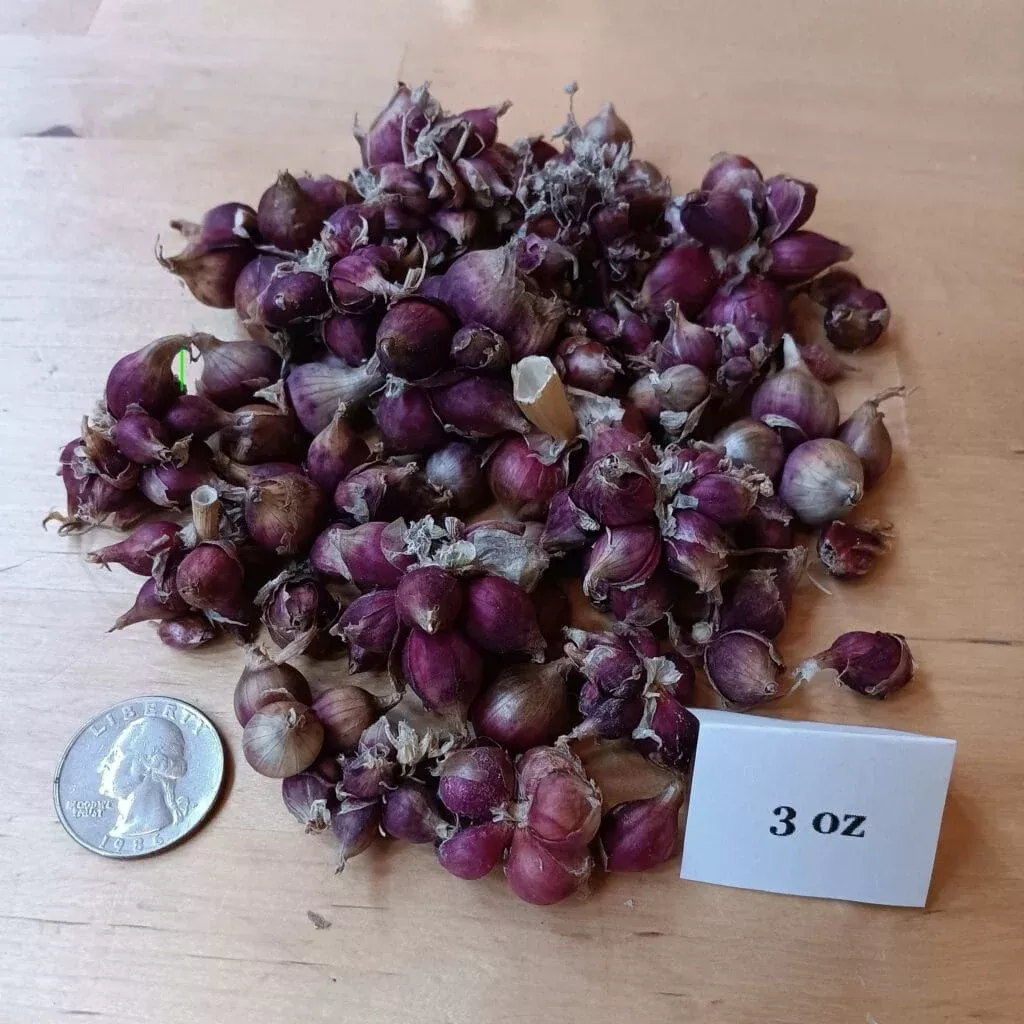 Walking Onion Bulbils