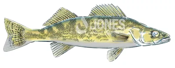 Walleye