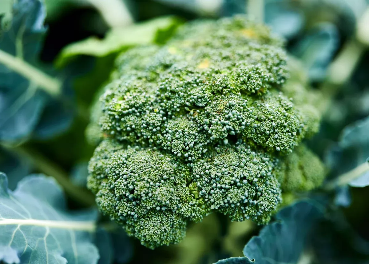 Waltham 29 - Organic Broccoli Seeds