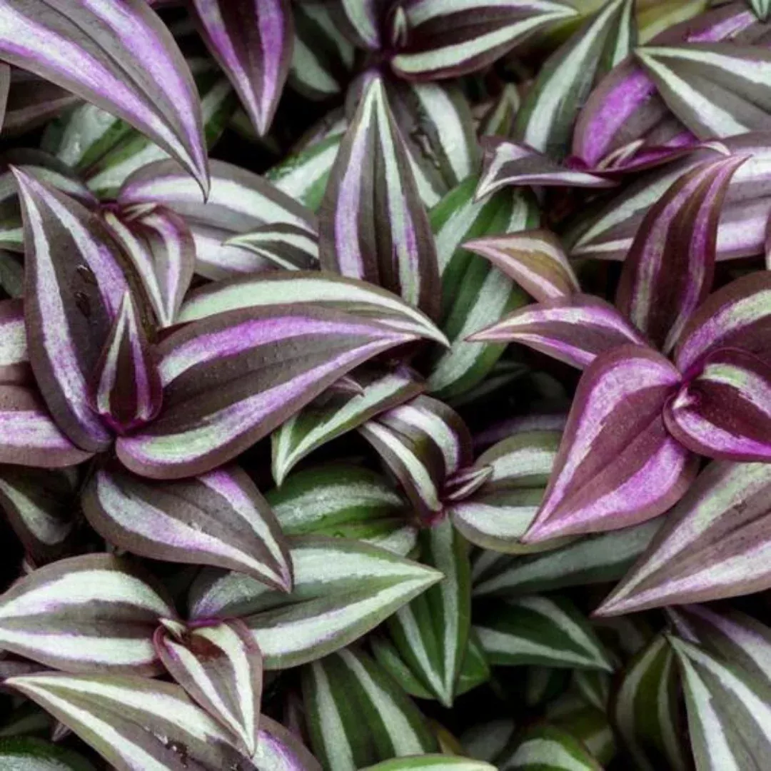 Wandering Dude Burgundy Plant Plug (Tradescantia zebrina 'Burgundy') – Striking Burgundy-Purple Foliage, Perfect for Hanging Baskets & Indoor Pots