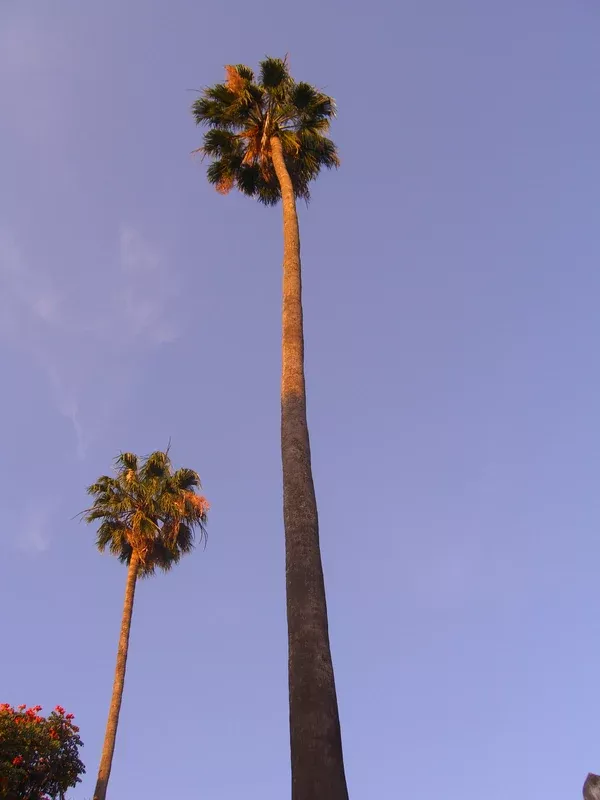 Washingtonia robusta Seeds - Mexican Fan Palm