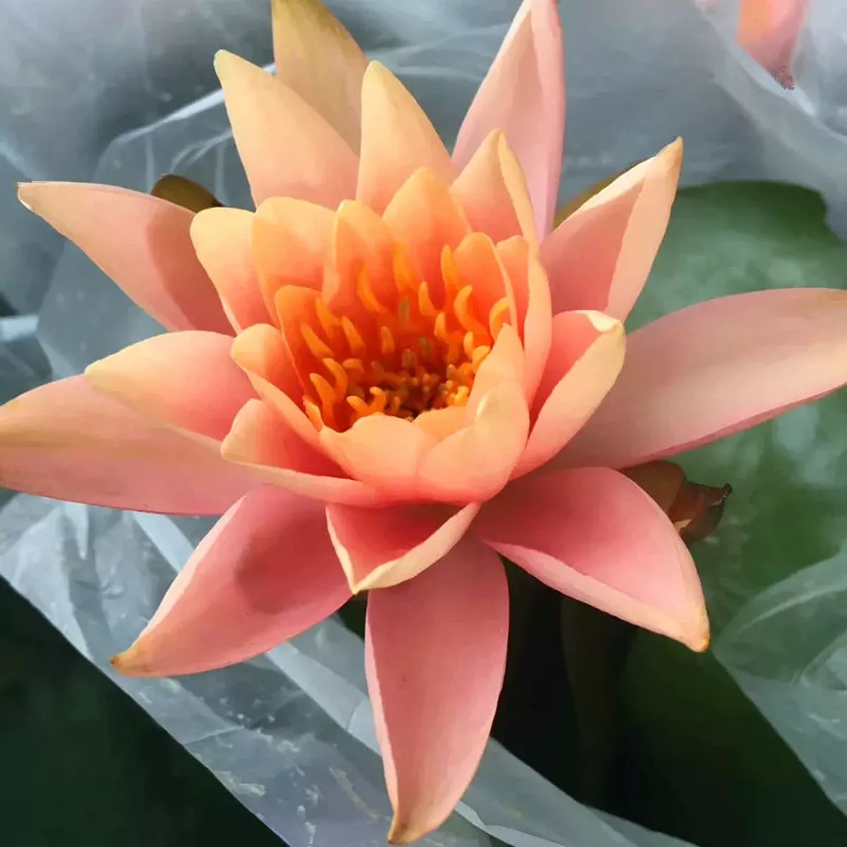 Water Lily – Orange