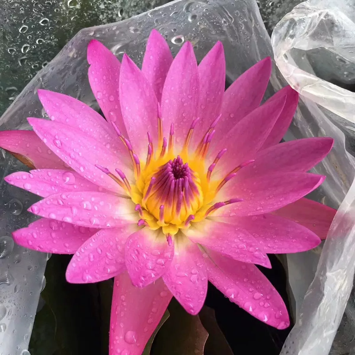 Water Lily – Pink