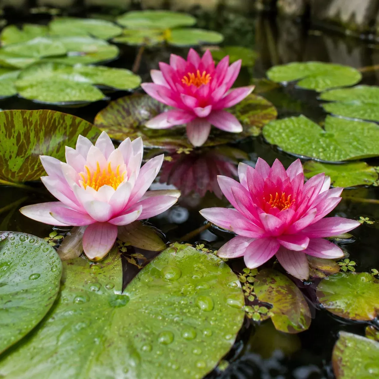 Water Lily Plant