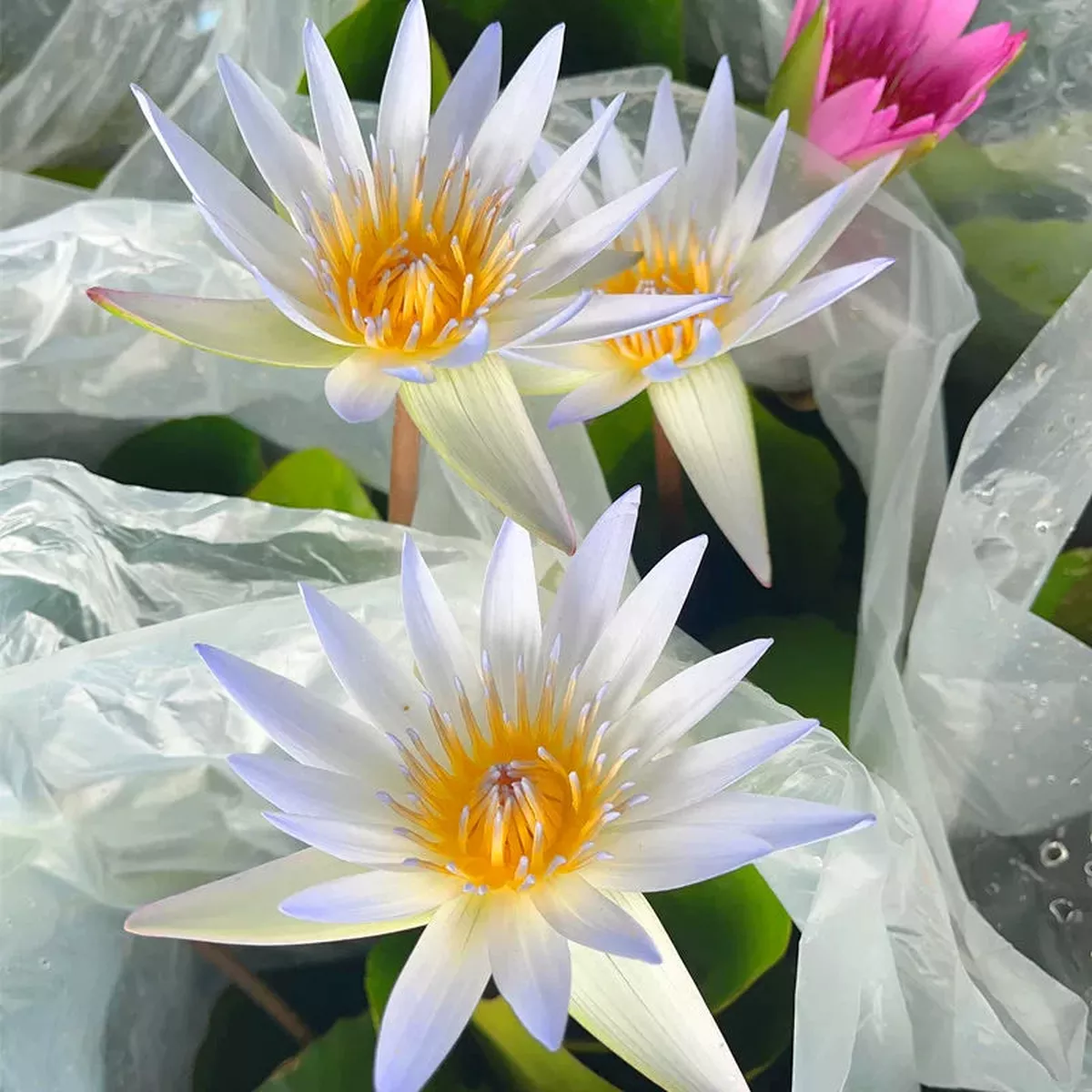 Water Lily – White