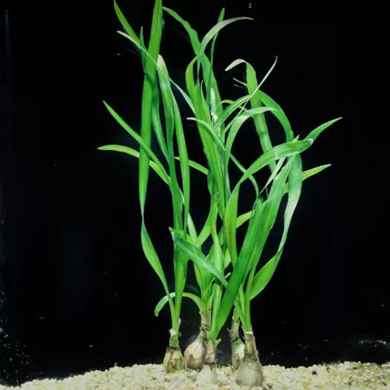 Water Onion (Crinum thaianum) – Elegant Aquatic Plant for Freshwater Aquariums
