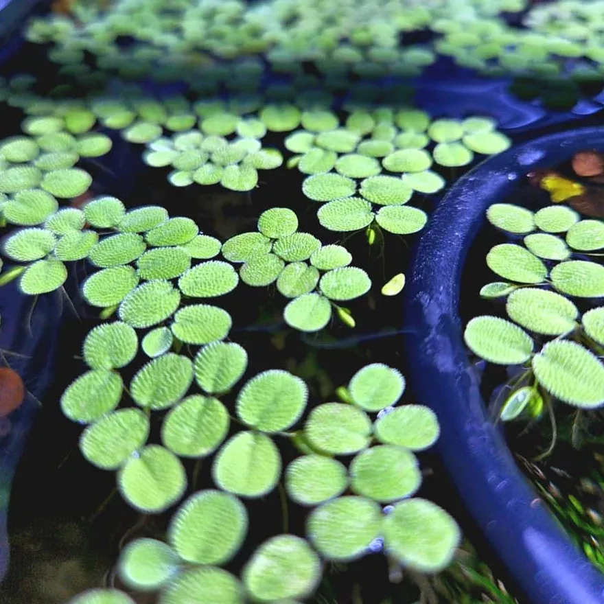 Water Spangles (Salvinia minima) –25-50 Live Floating Leaves for Aquariums, Ponds, and Water Features