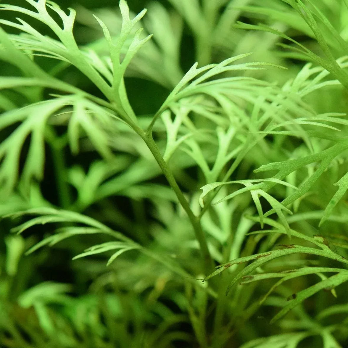 Water Sprite Lace Leaf (Ceratopteris thalictroides) – Live Aquatic Plant for Aquariums and Planted Tanks