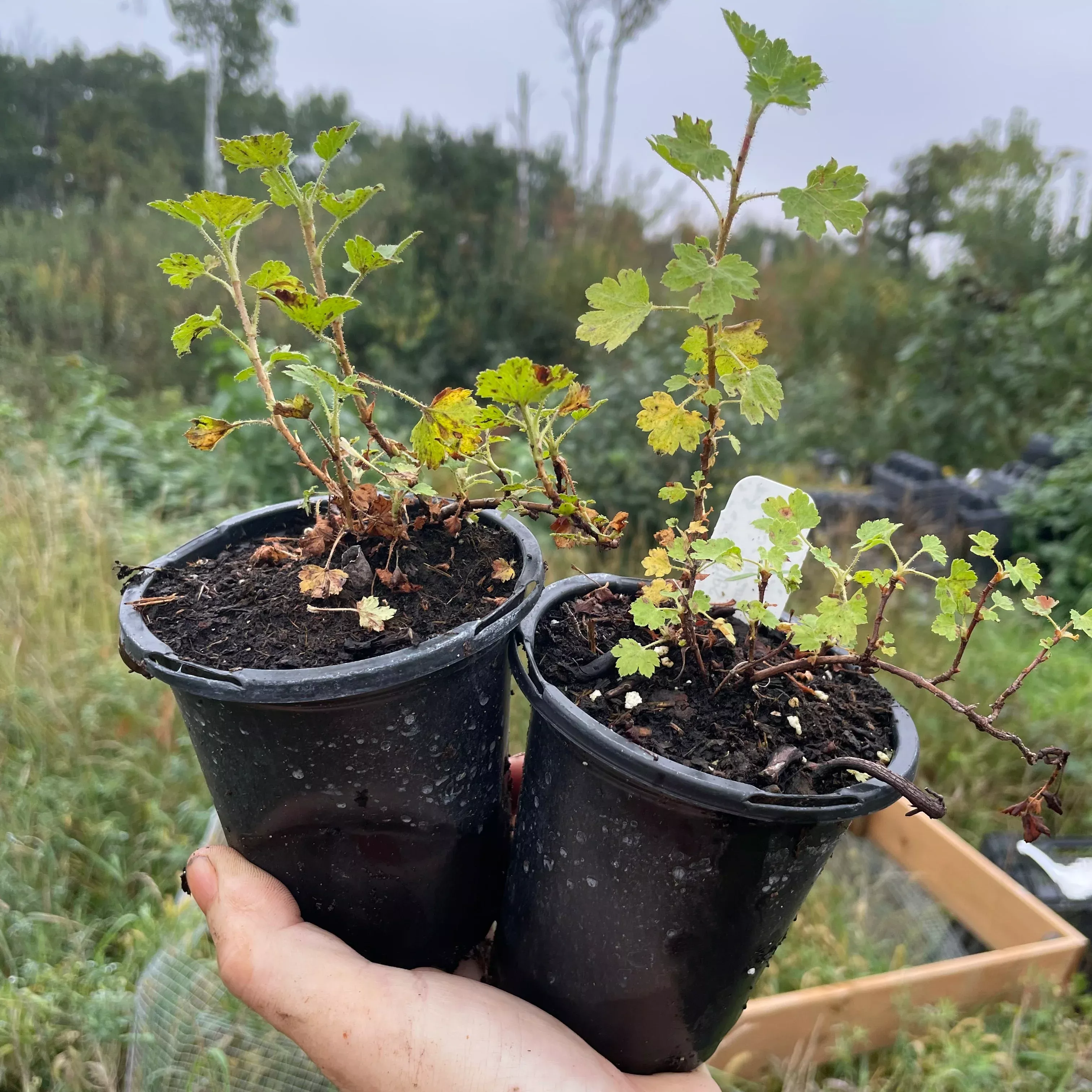 Wax Currant
