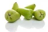 Wax Jambu Green Variety Tree