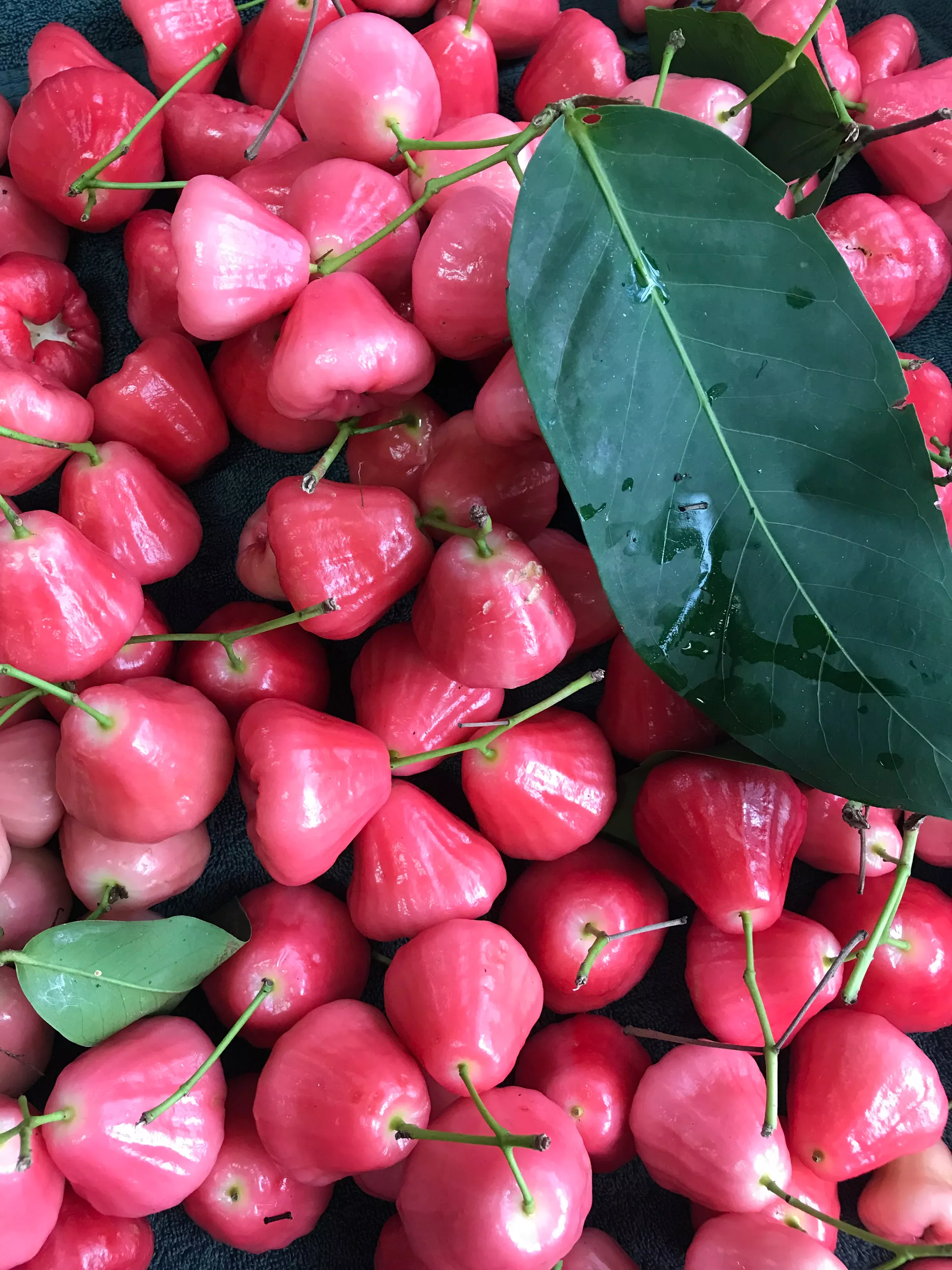 Wax Jambu - red