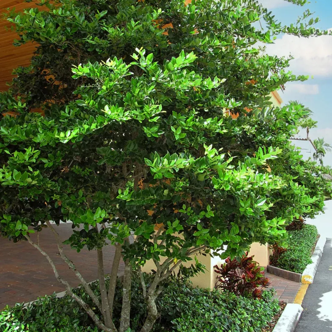 Wax Leaf Ligustrum