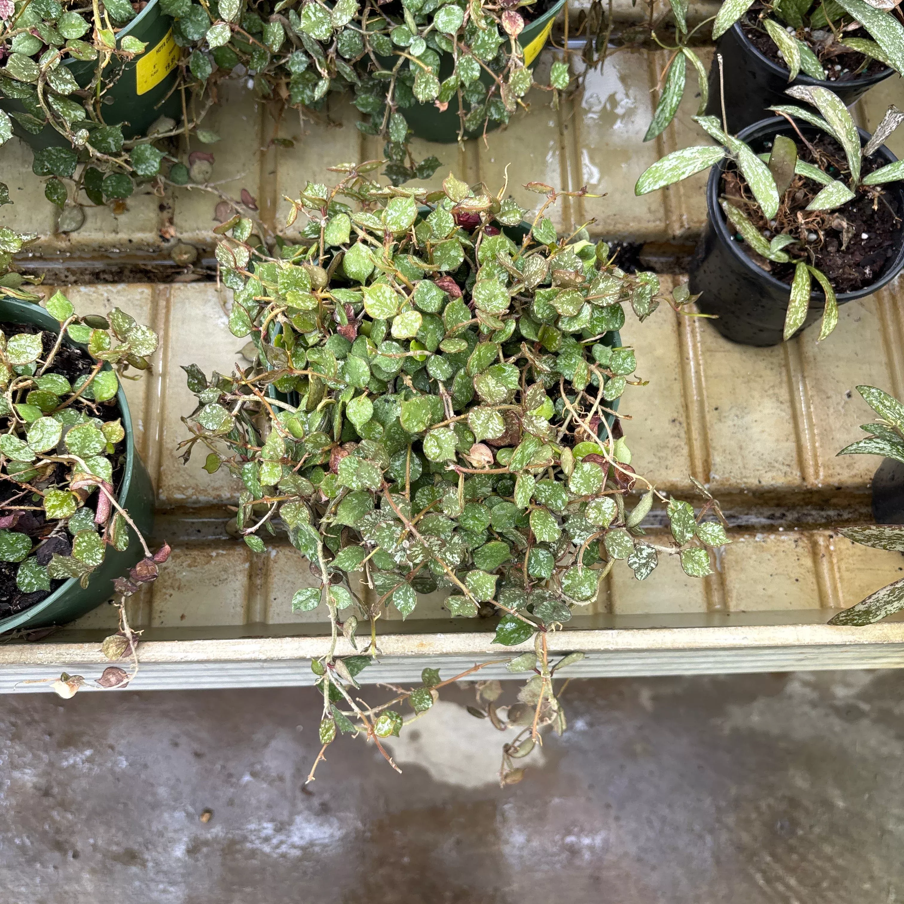 Wax Plant - Hoya curtsii - 6" Potted Houseplant
