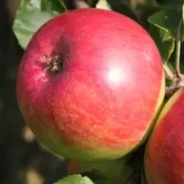 Wealthy Apple Tree