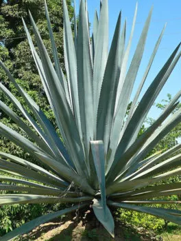 Weber Blue Agave